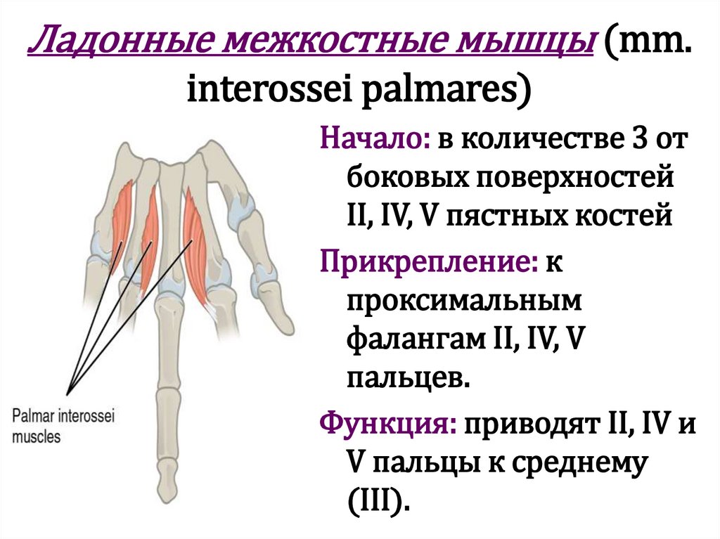 Ладонные межкостные мышцы (mm. interossei palmares)