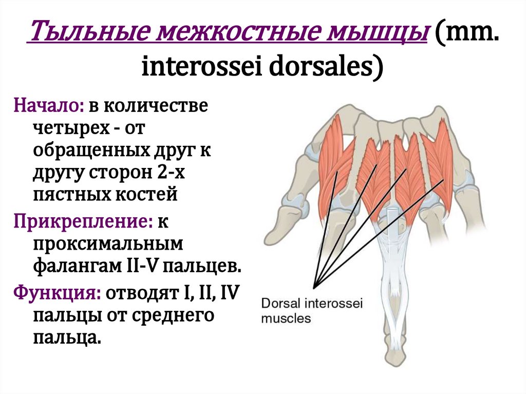 Тыльные межкостные мышцы (mm. interossei dorsales)