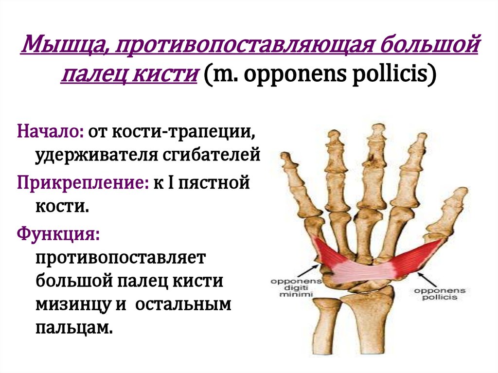 Мышца, противопоставляющая большой палец кисти (m. opponens pollicis)