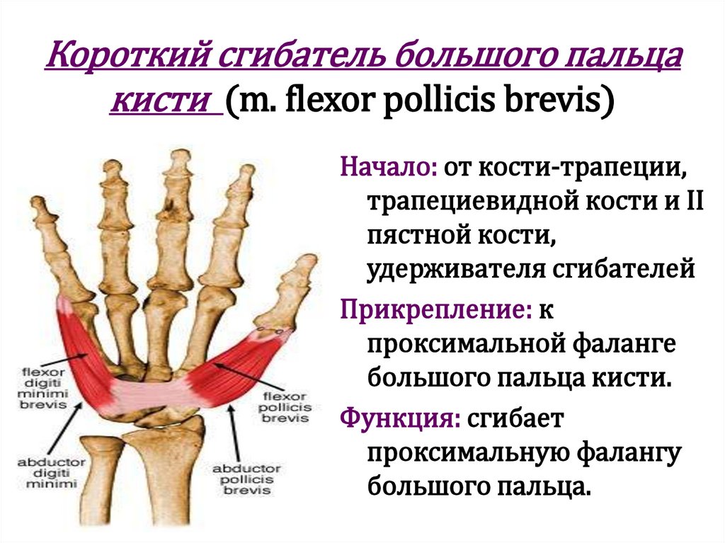 Короткий сгибатель большого пальца кисти (m. flexor pollicis brevis)