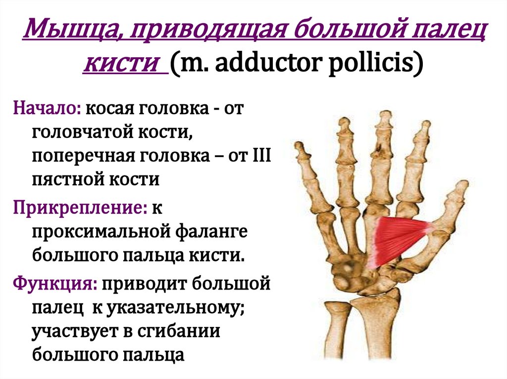 Мышца, приводящая большой палец кисти (m. adductor pollicis)