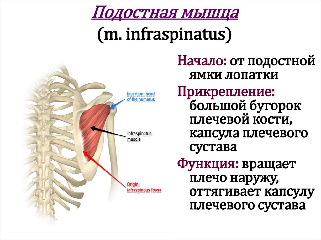 Подостная мышца (m. infraspinatus)
