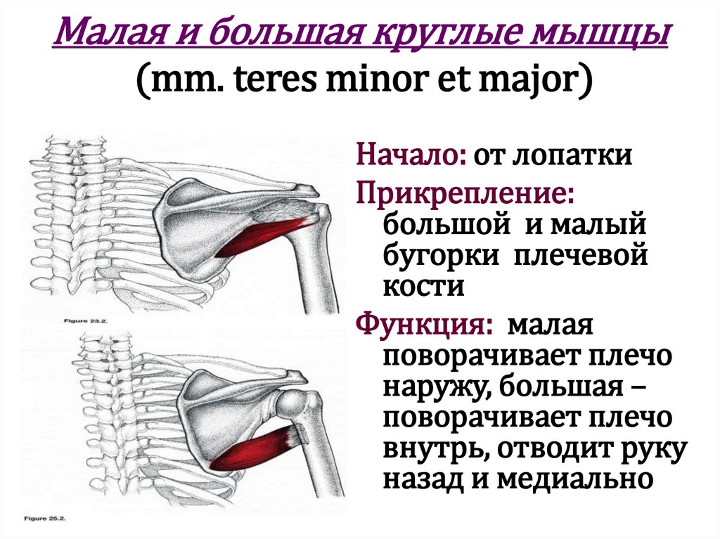 Малая и большая круглые мышцы (mm. teres minor et major)