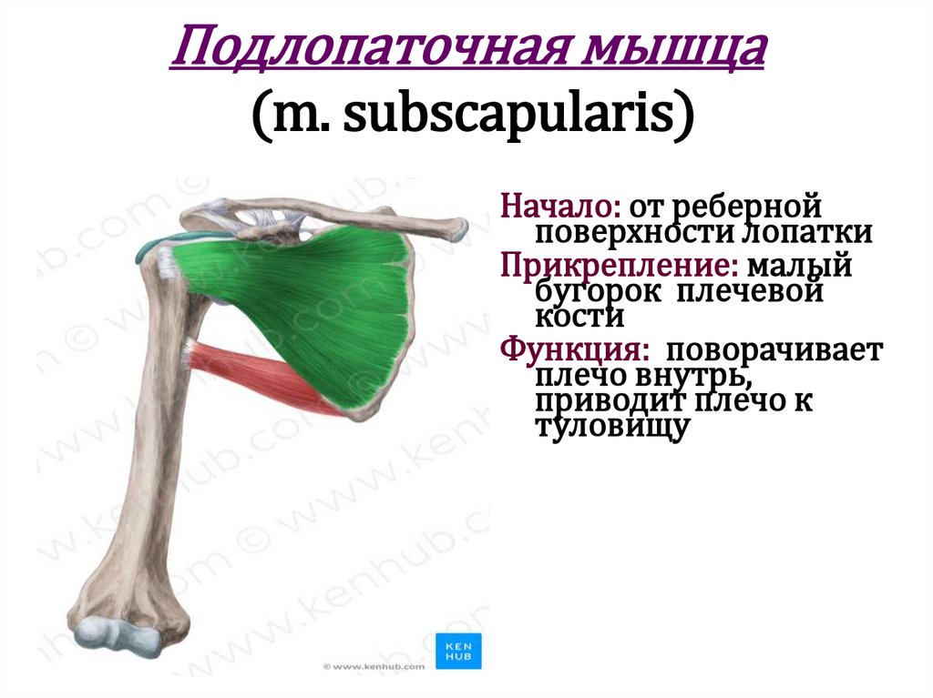 Подлопаточная мышца (m. subscapularis)