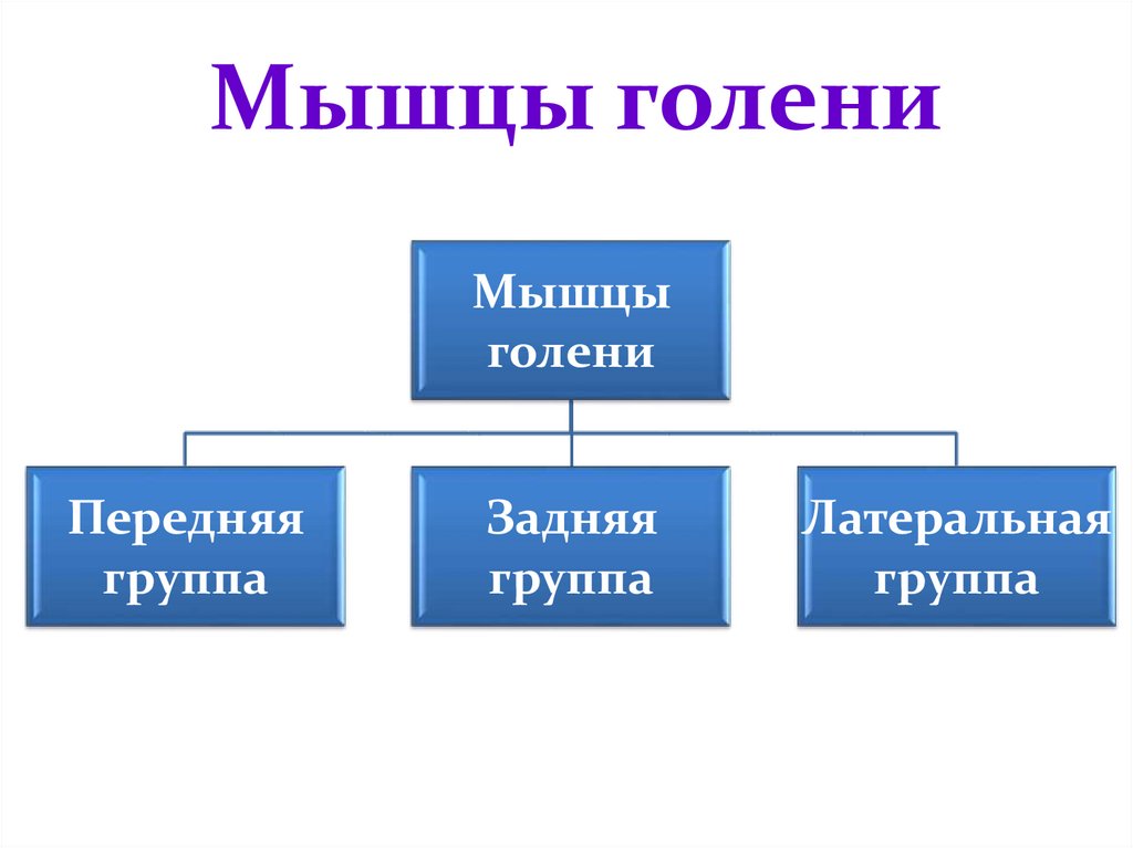 Мышцы голени