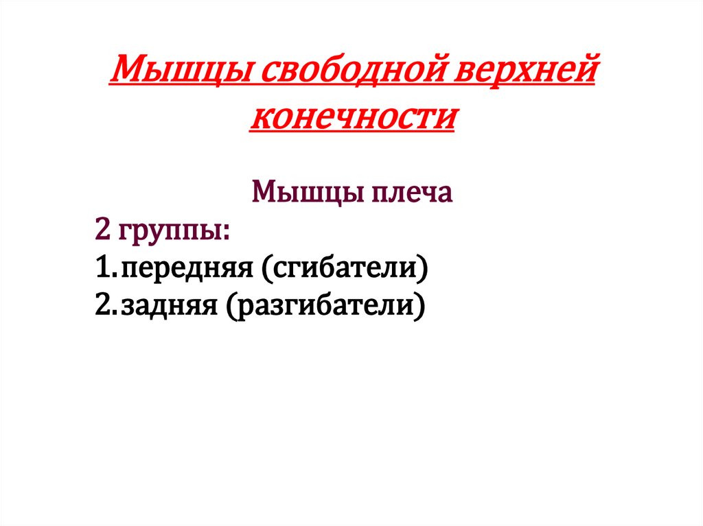 Мышцы свободной верхней конечности