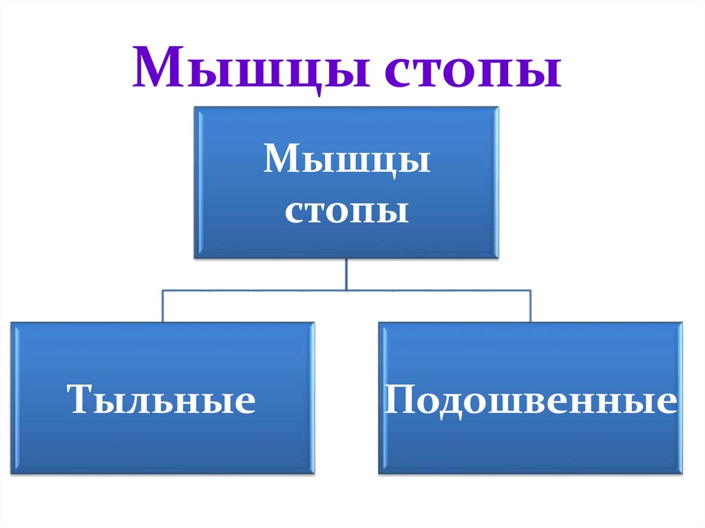 Мышцы стопы