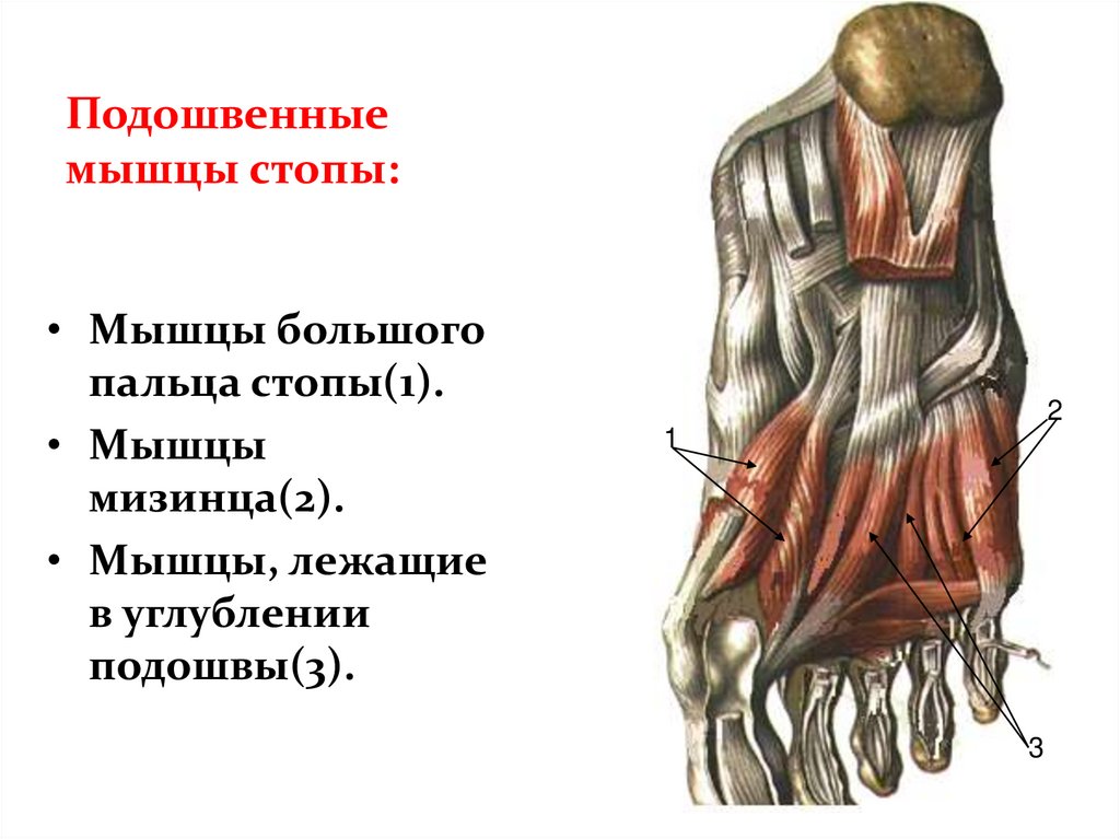 Подошвенные мышцы стопы: