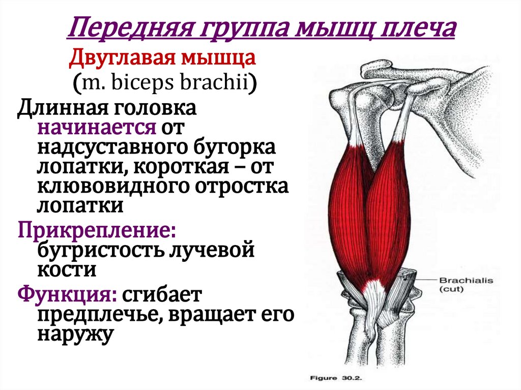 Передняя группа мышц плеча