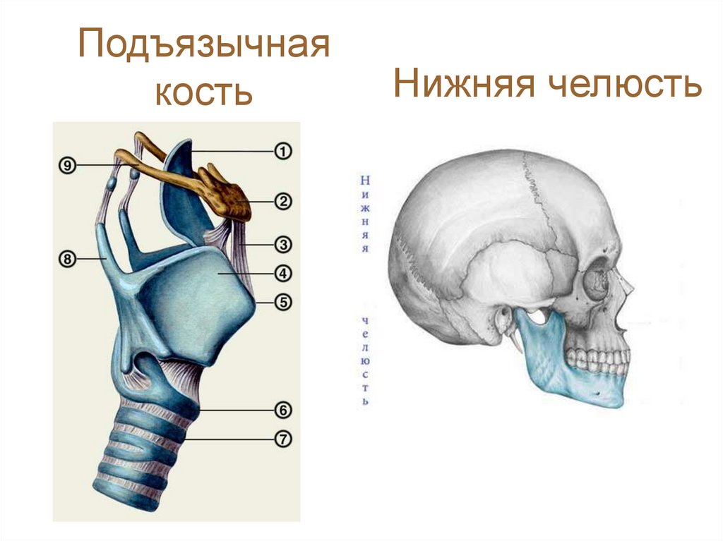 Подъязычная кость