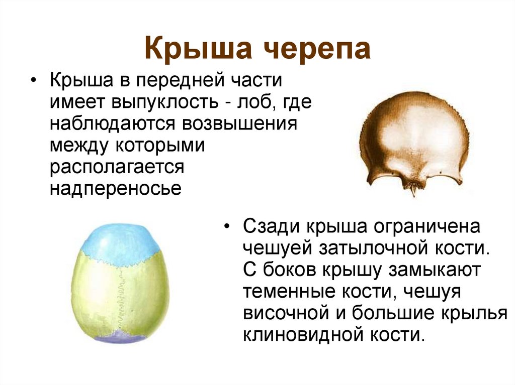 Крыша черепа