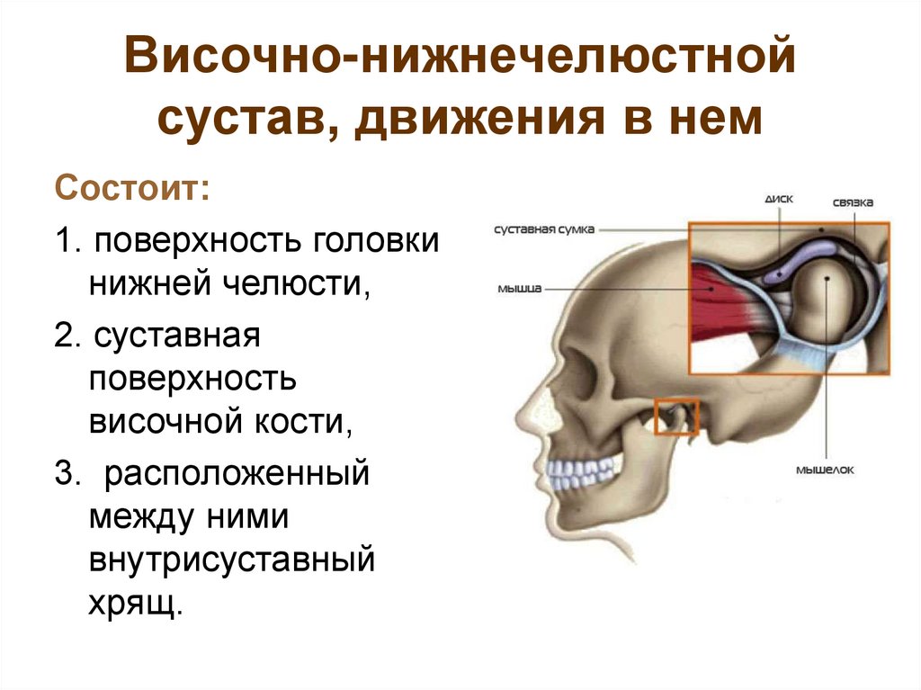 Височно-нижнечелюстной сустав, движения в нем