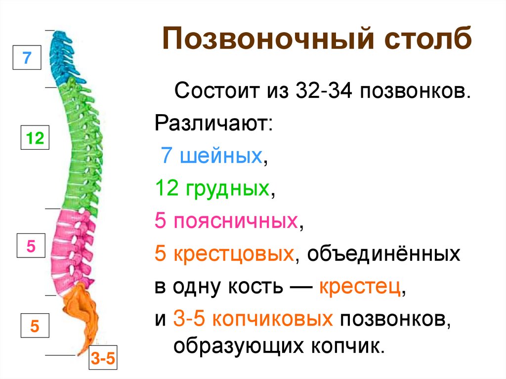 Позвоночный столб