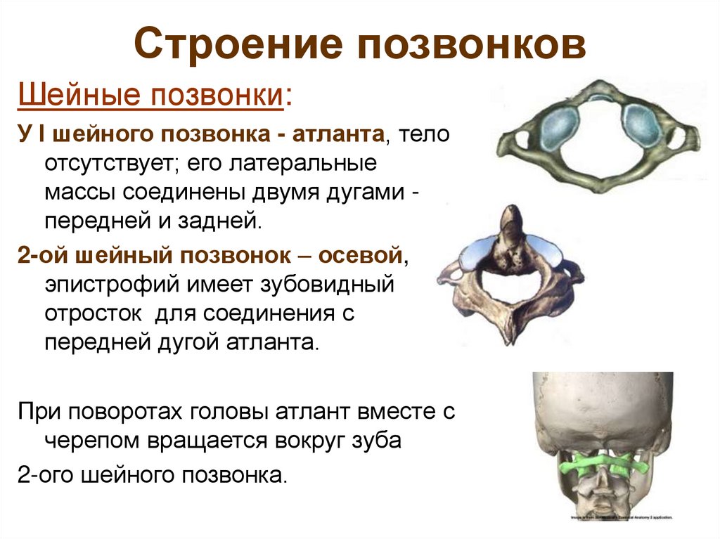 Строение позвонков