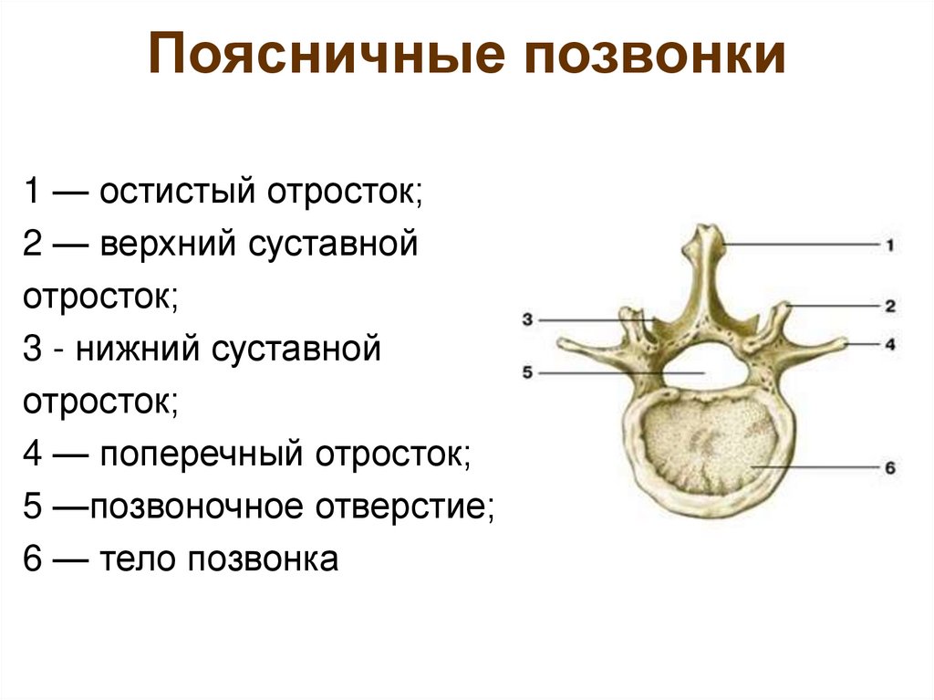 Поясничные позвонки