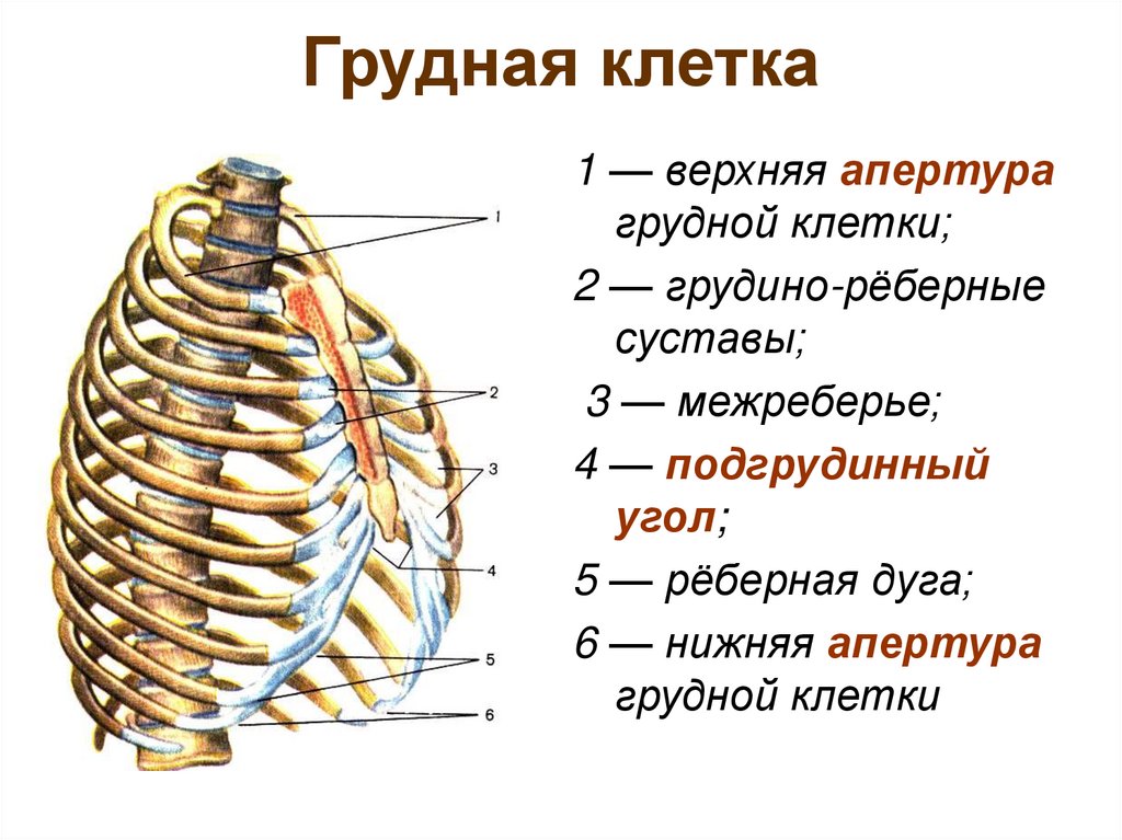 Грудная клетка