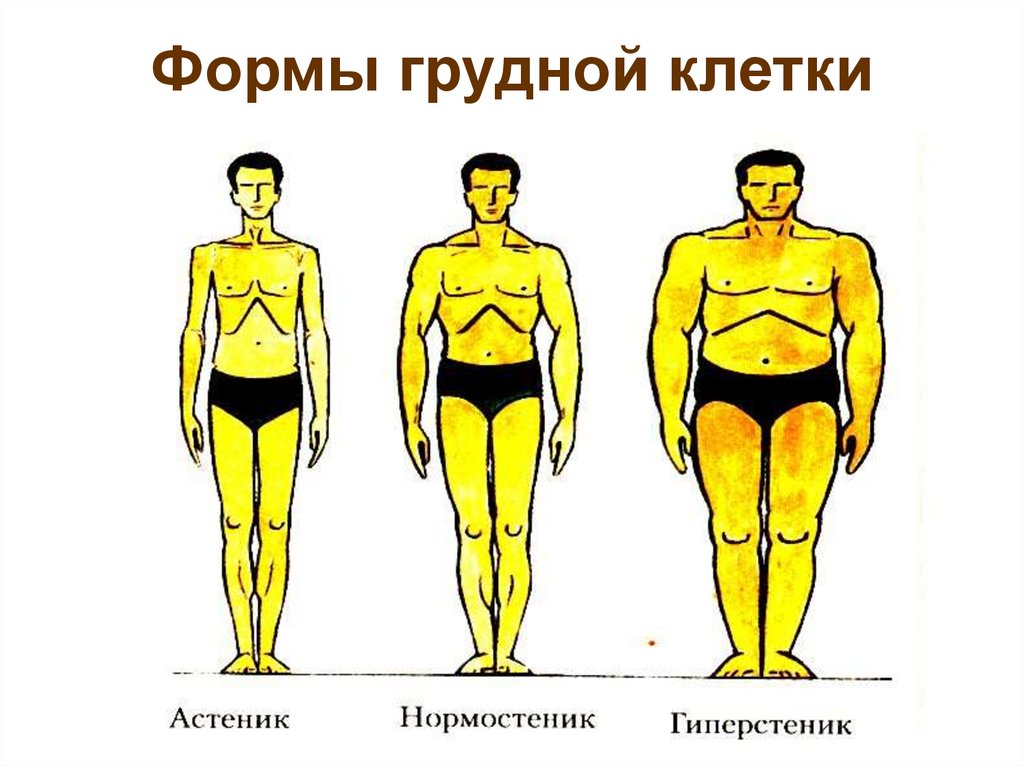 Формы грудной клетки