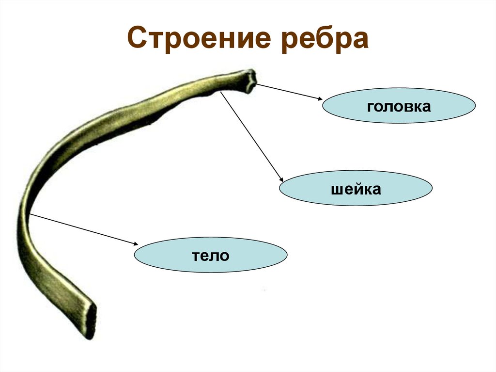 Строение ребра