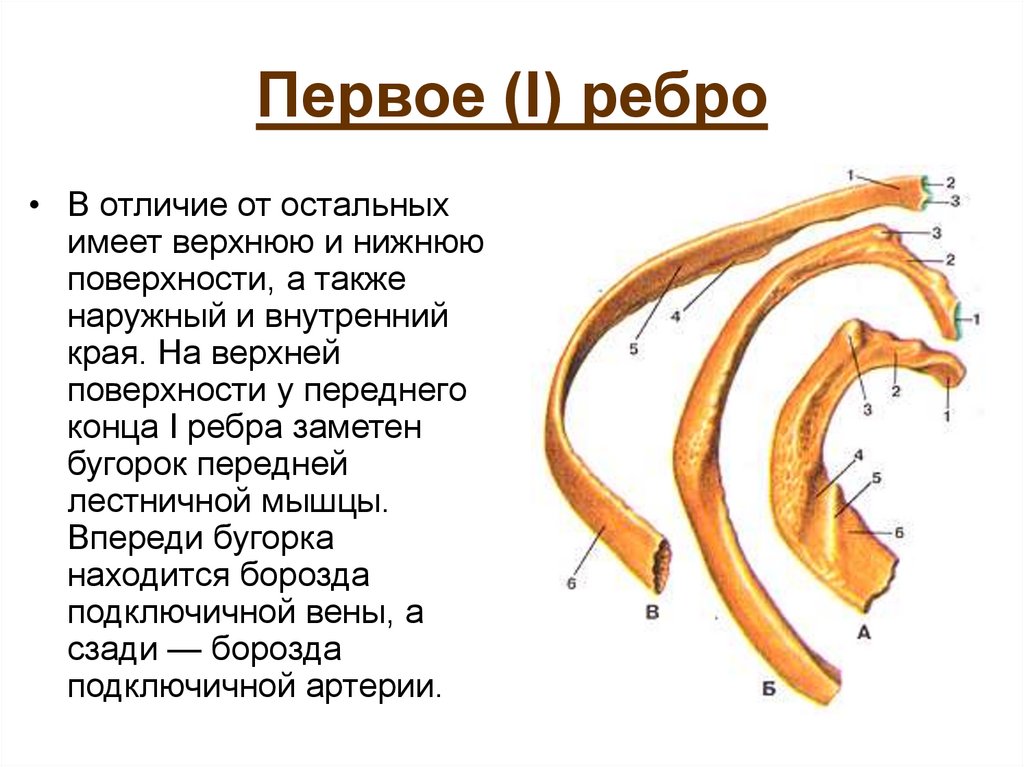Первое (I) ребро
