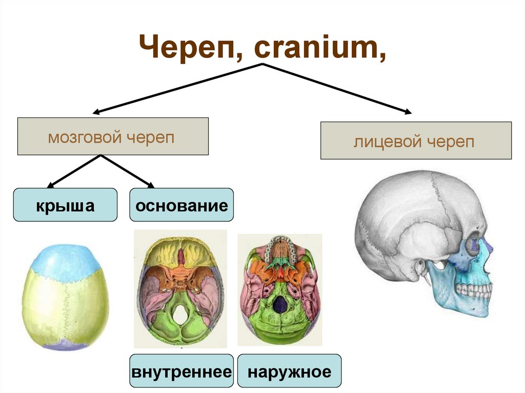 Череп, cranium,
