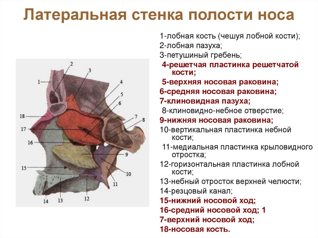 Латеральная стенка полости носа