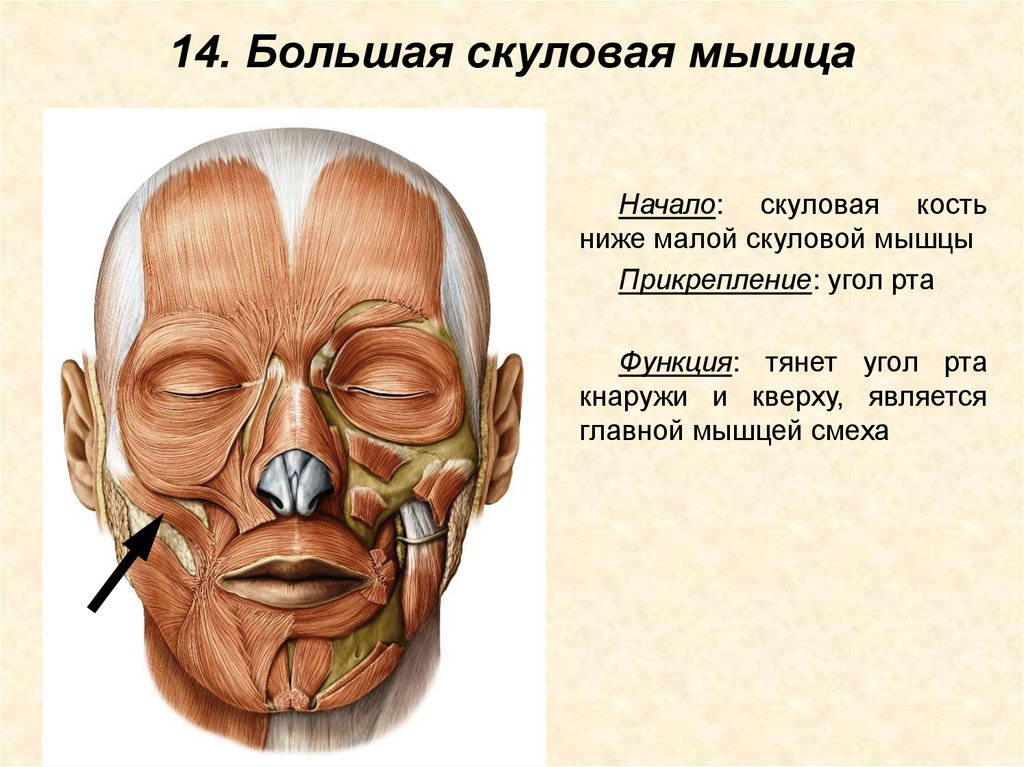 14. Большая скуловая мышца