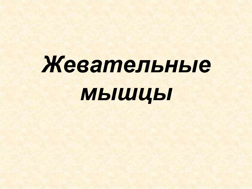 Жевательные мышцы