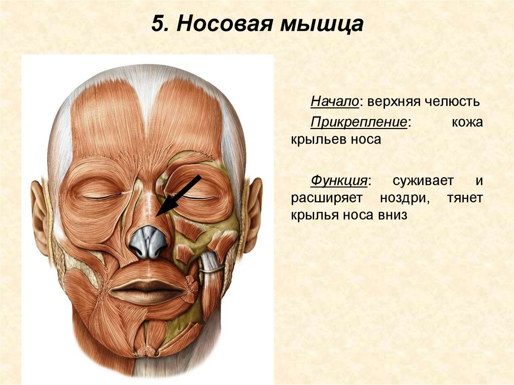 5. Носовая мышца