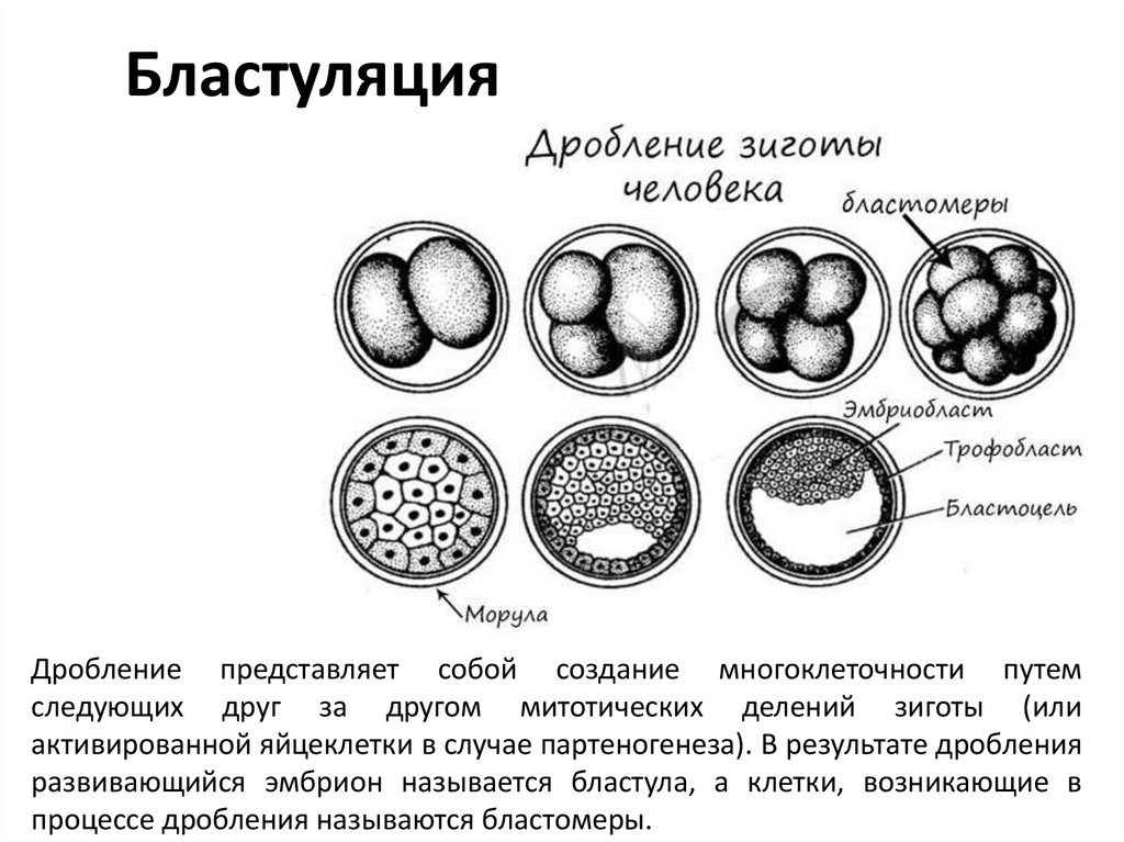 Бластуляция