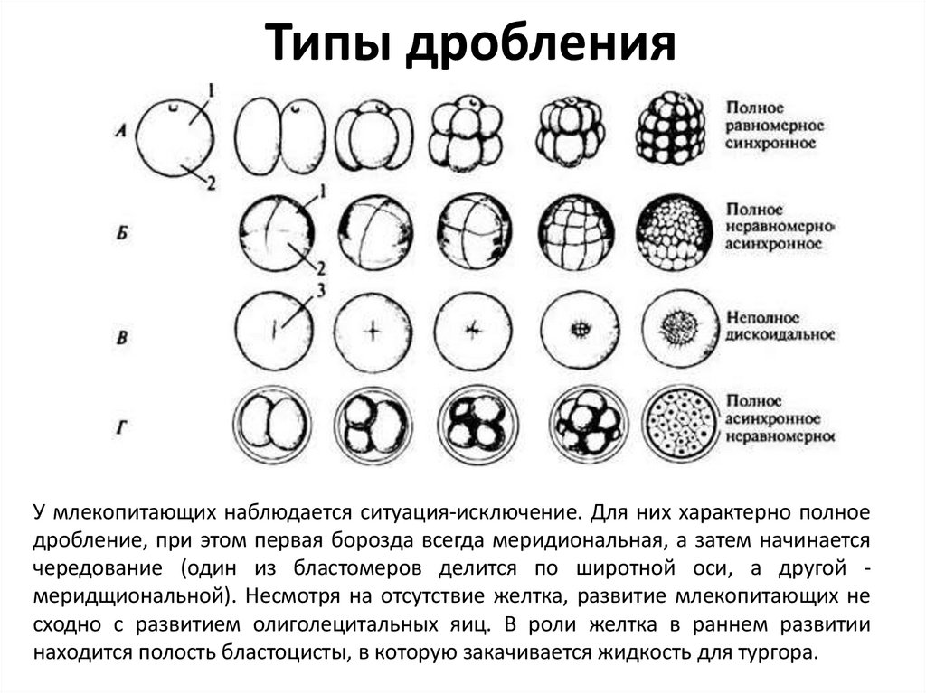 Типы дробления