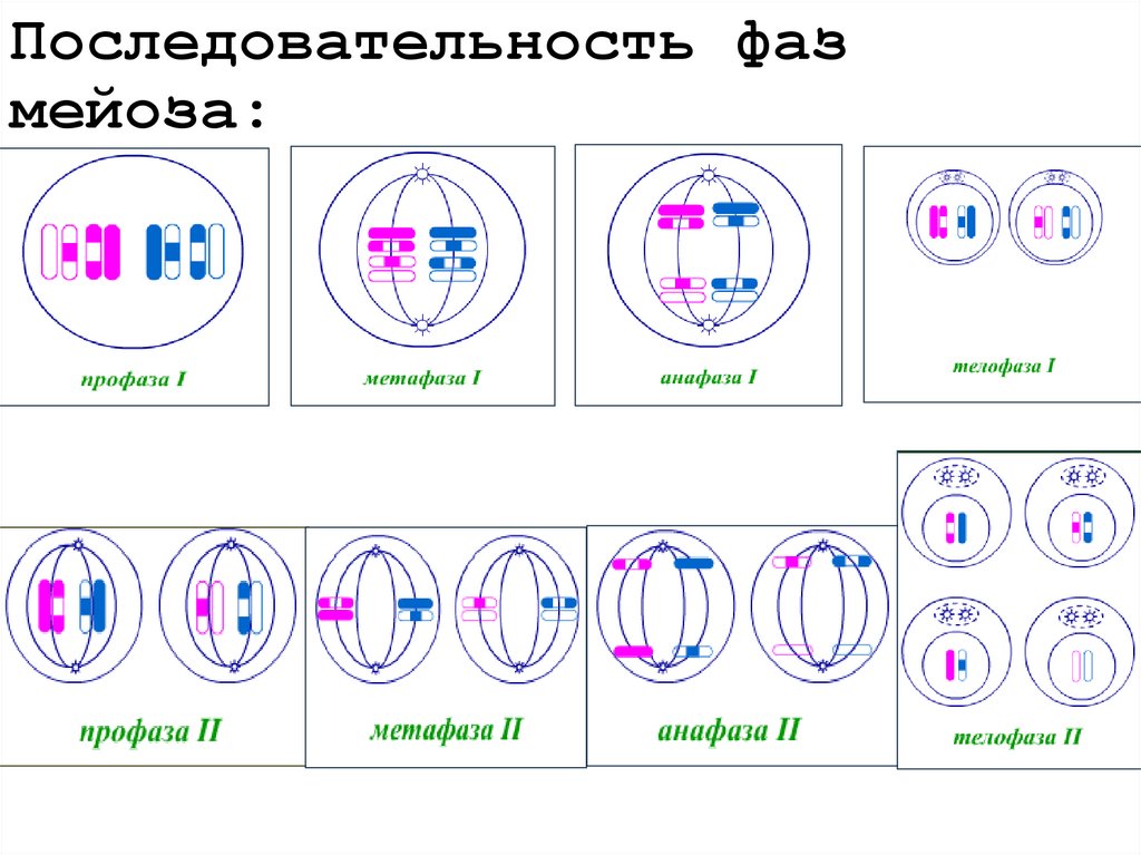Последовательность фаз мейоза: