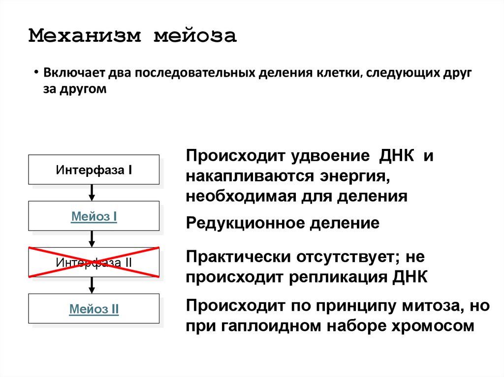 Механизм мейоза