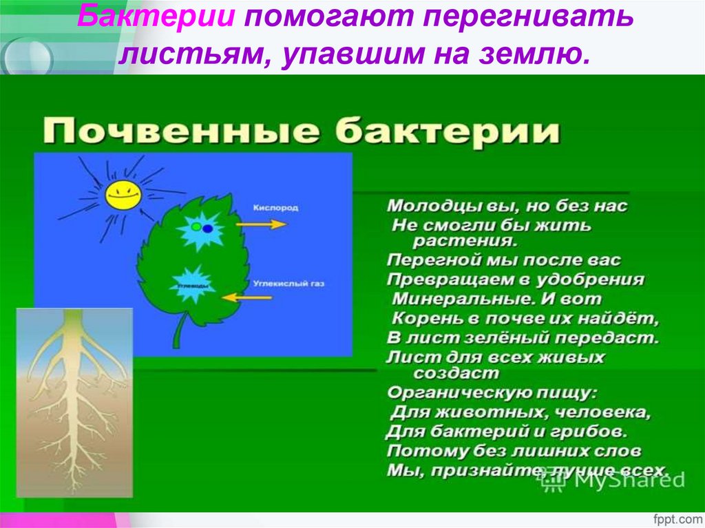 Бактерии помогают перегнивать листьям, упавшим на землю.