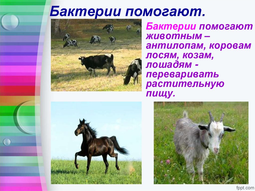 Бактерии помогают.