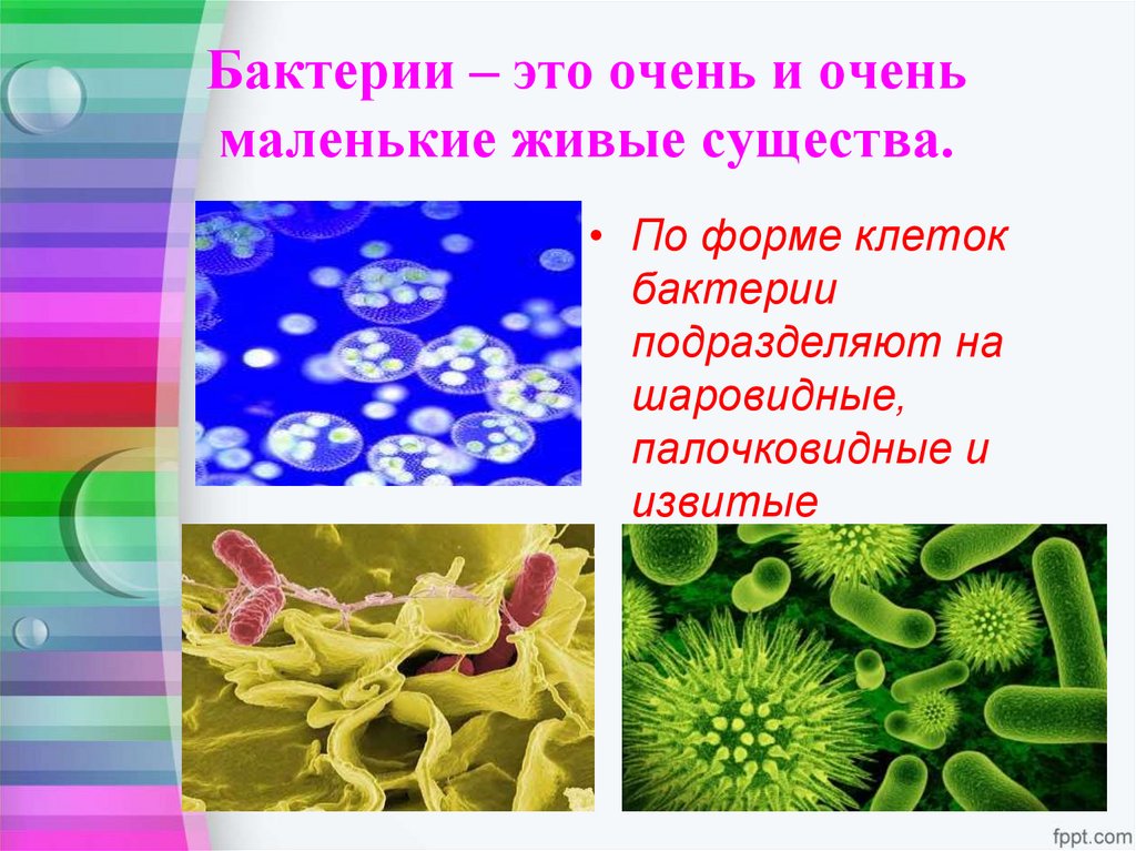 Бактерии – это очень и очень маленькие живые существа.