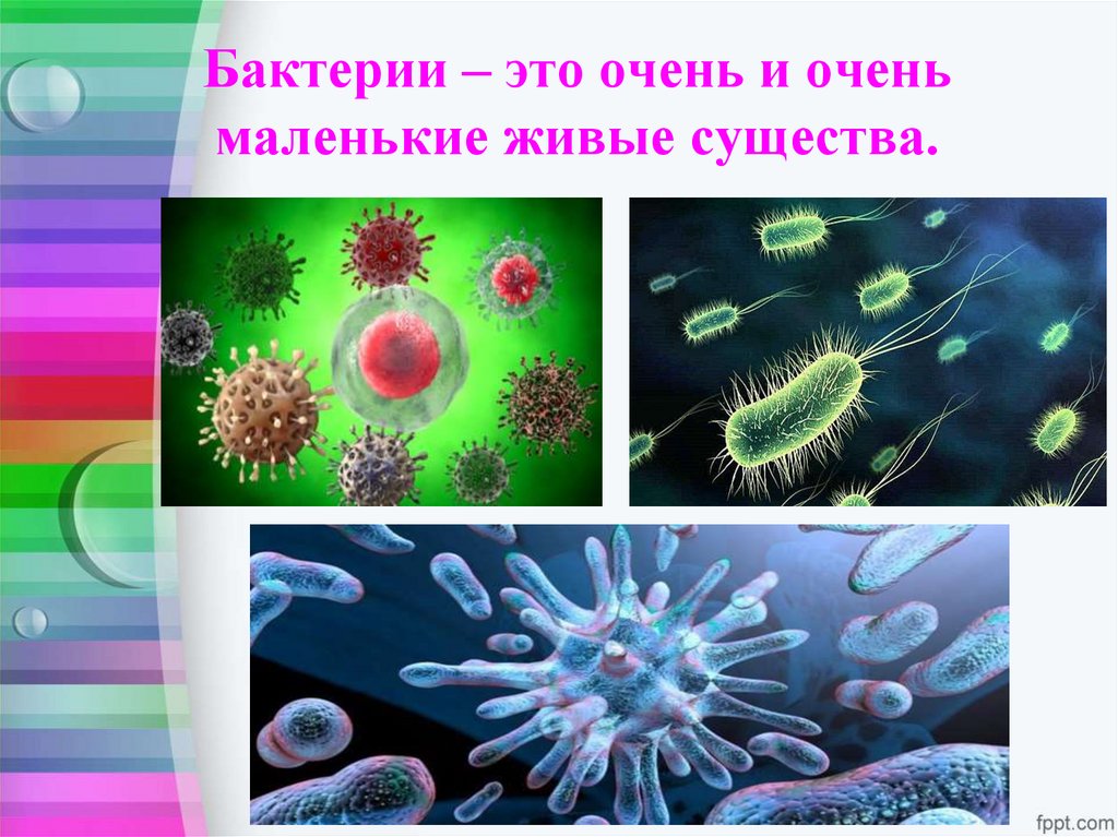 Бактерии – это очень и очень маленькие живые существа.