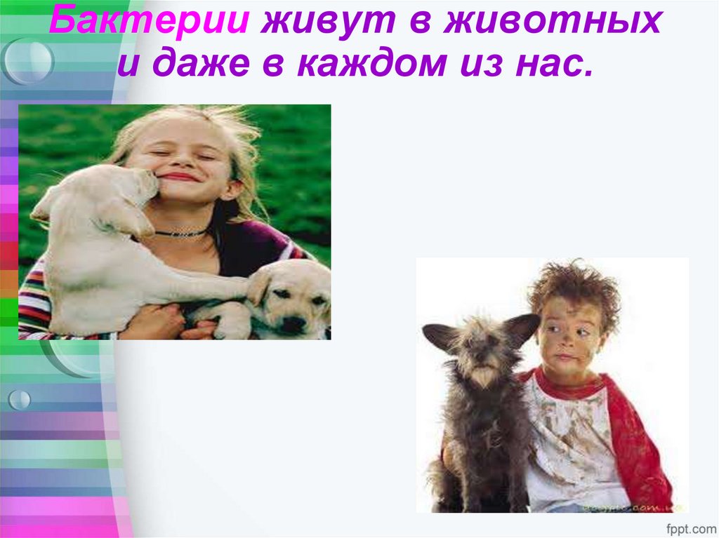 Бактерии живут в животных и даже в каждом из нас.