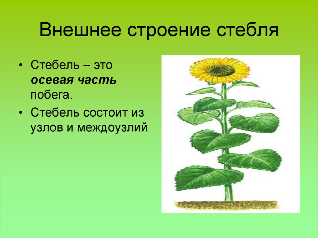 Внешнее строение стебля