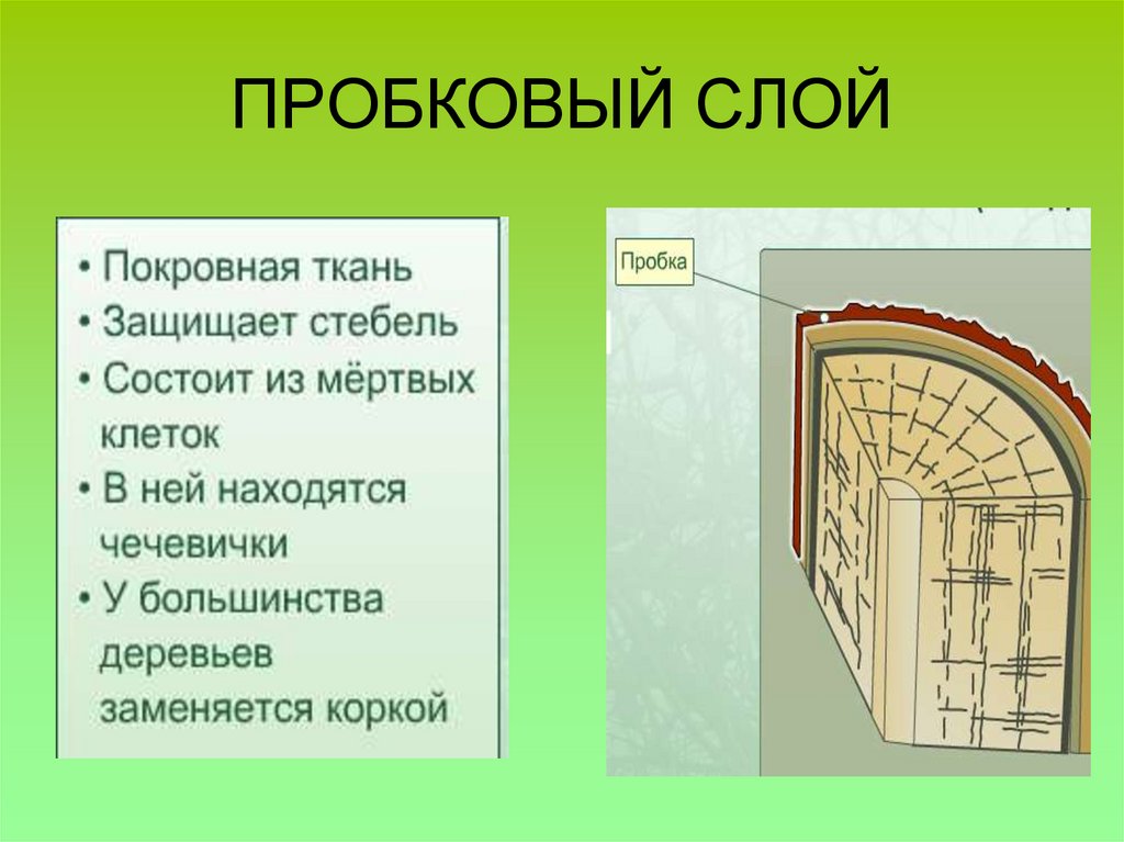 ПРОБКОВЫЙ СЛОЙ