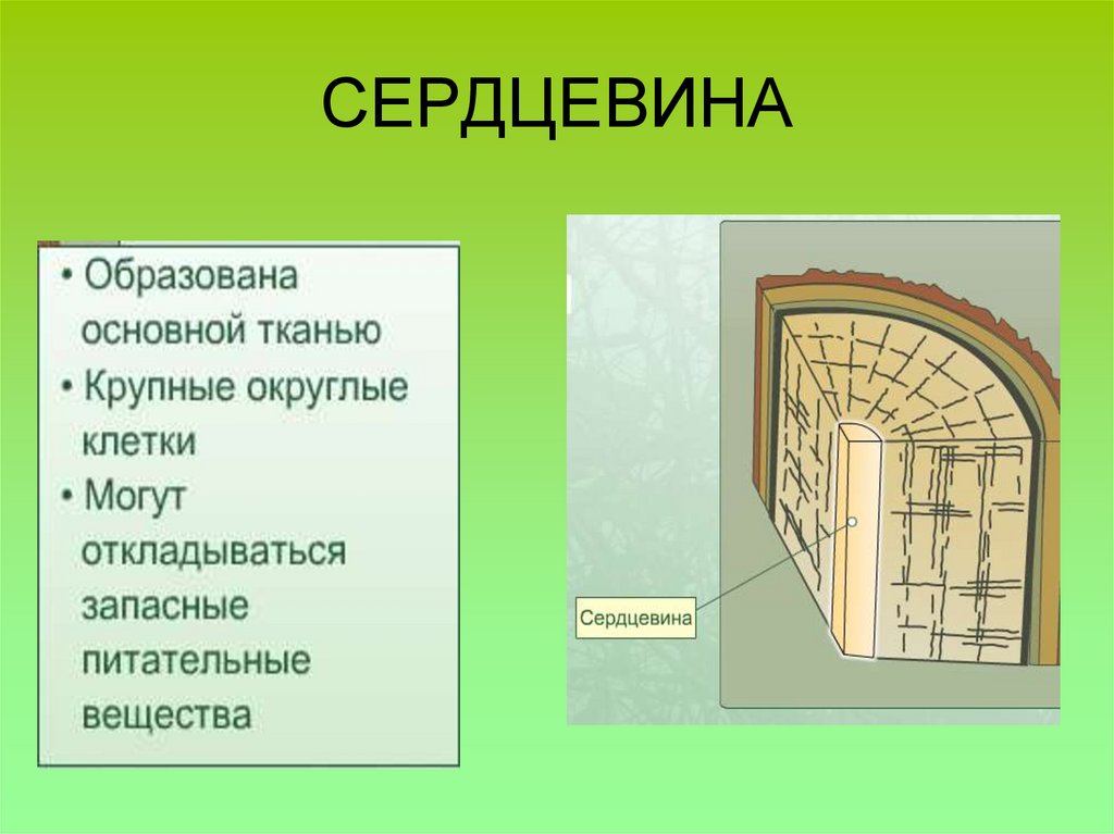 СЕРДЦЕВИНА