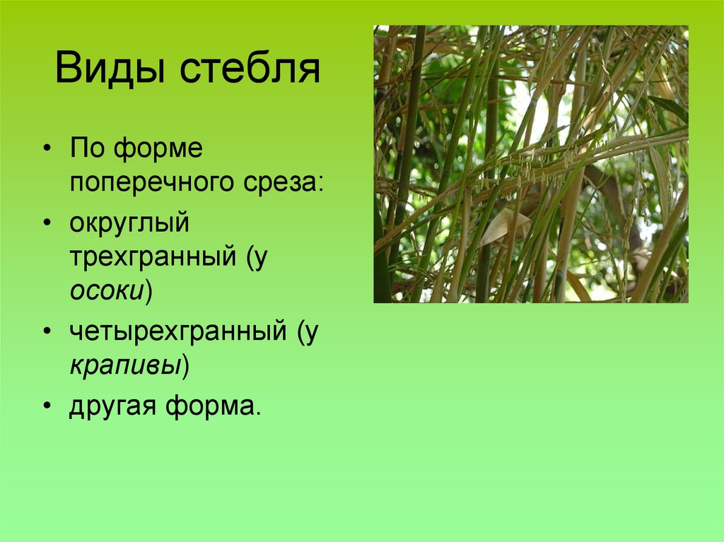 Виды стебля