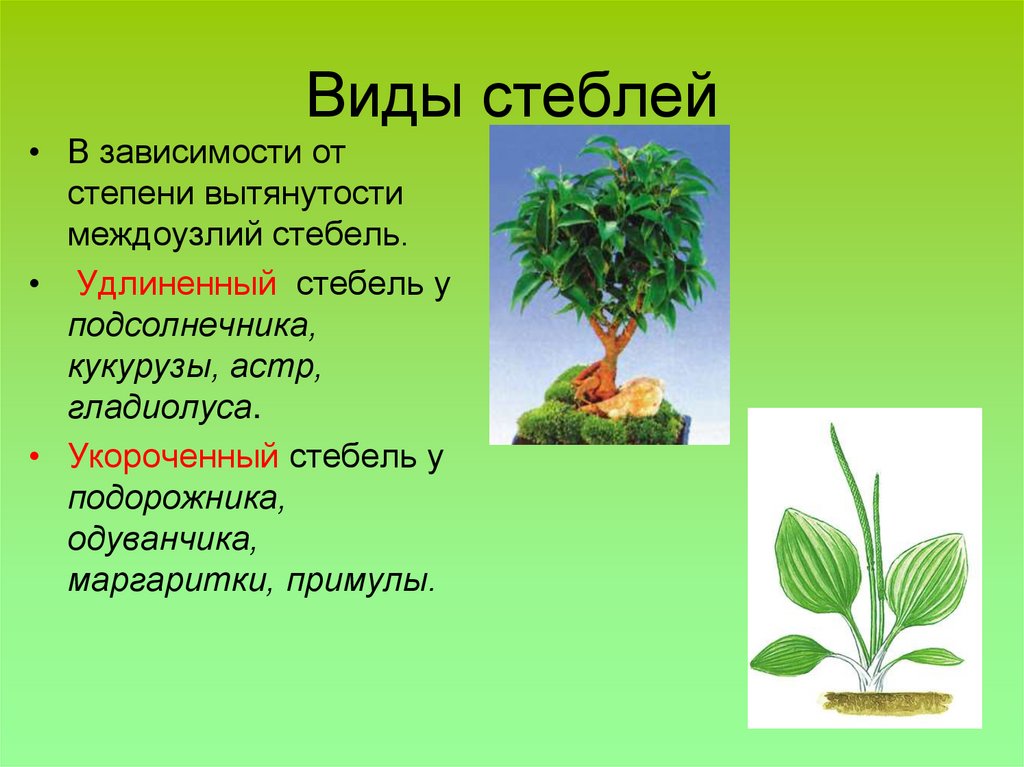 Виды стеблей