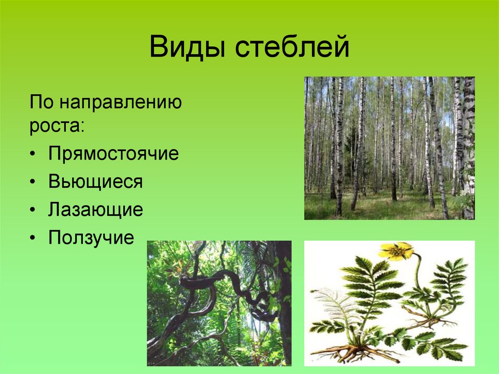 Виды стеблей