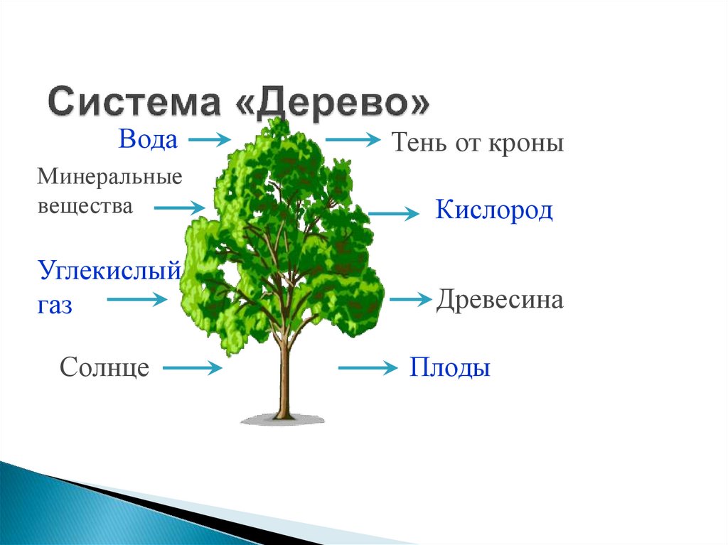 Система «Дерево»