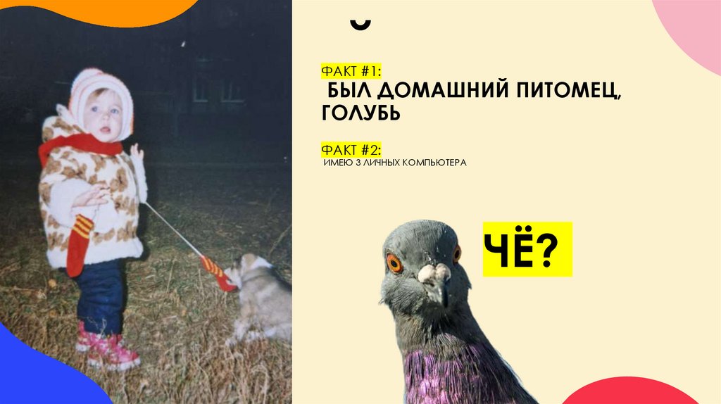 ФАКТ #1: Был домашний питомец, голубь