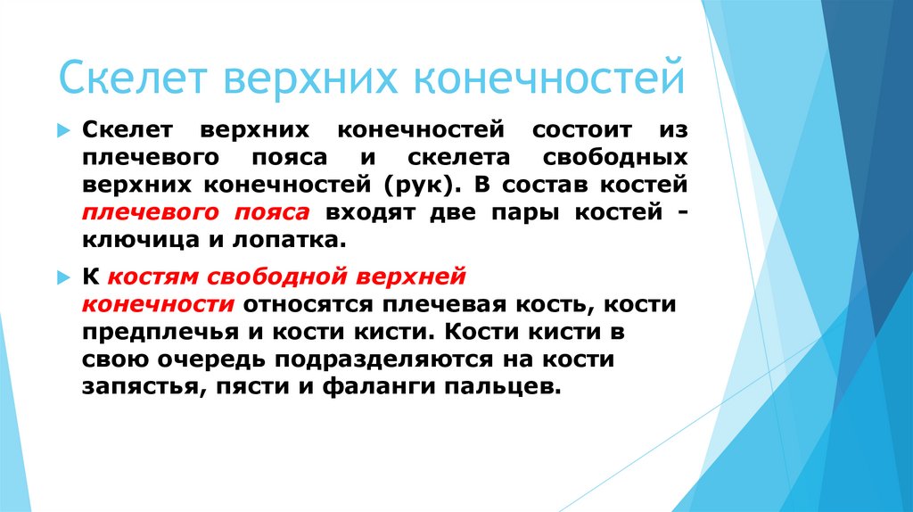 Скелет верхних конечностей