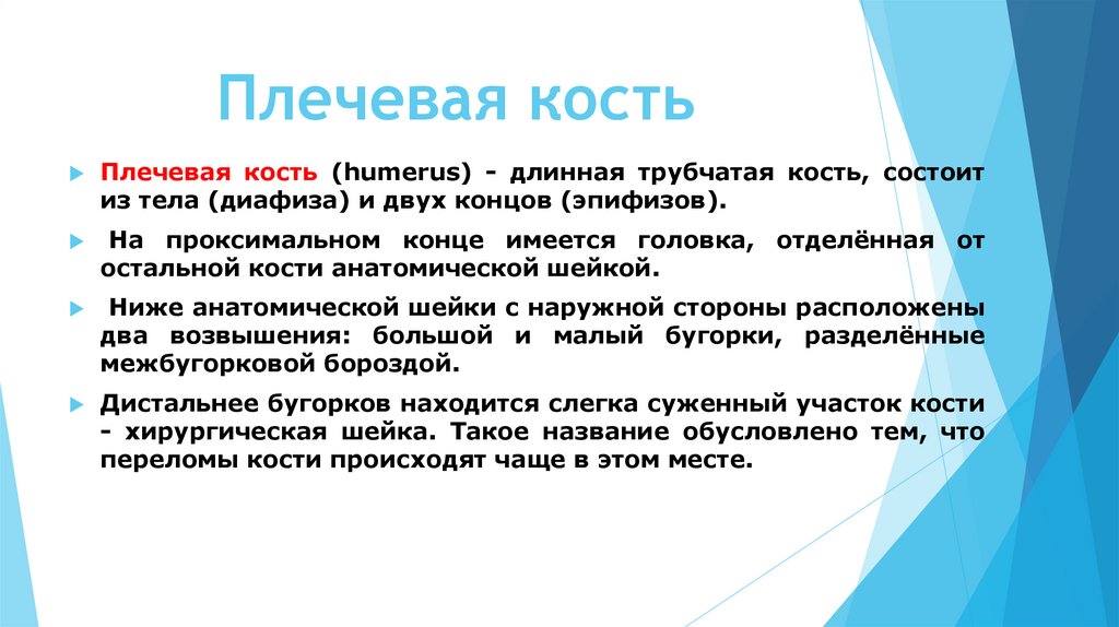 Плечевая кость