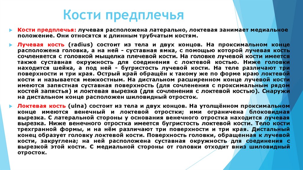 Кости предплечья