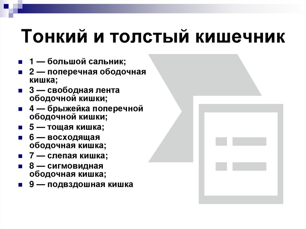 Тонкий и толстый кишечник