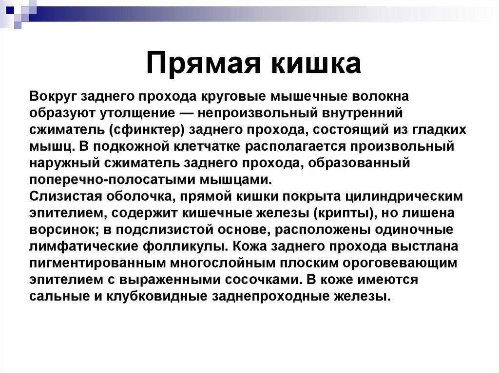 Прямая кишка